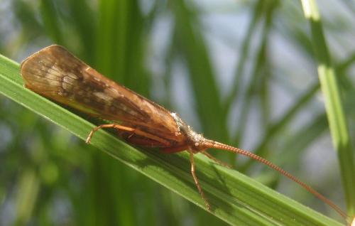 Limnephilus marmoratus